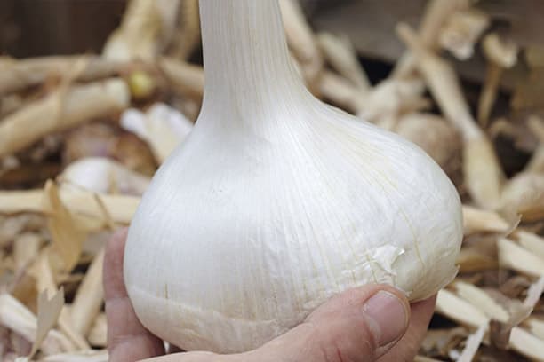 Tips for Successful Garlic Cultivation