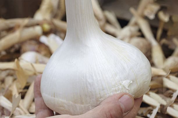 Tips for Successful Garlic Cultivation